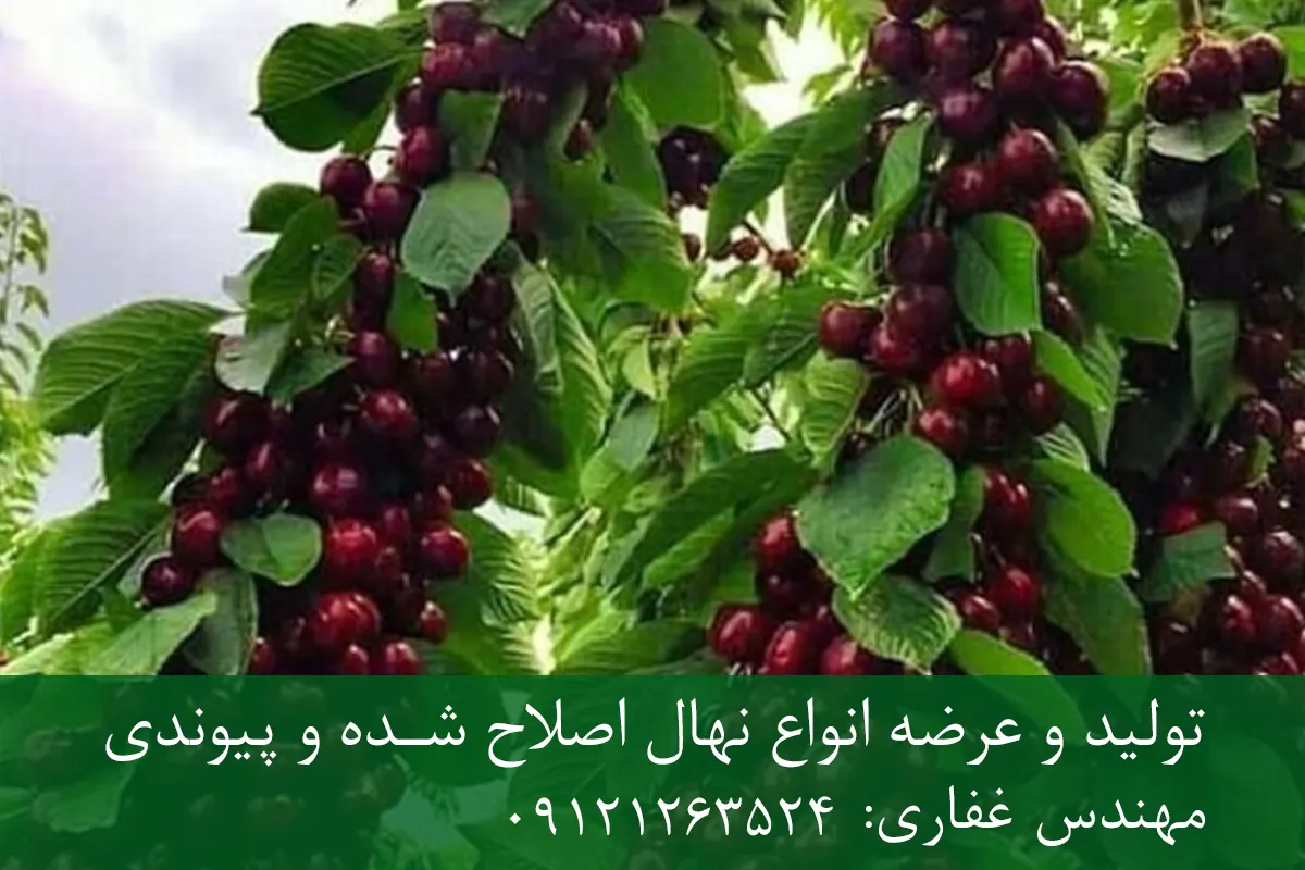 نهال گیلاس خوشه ای پایه رویشی + مناسب احداث باغ تجاری نهال گیلاس خوشه ای پایه رویشی + مناسب احداث باغ تجاری