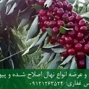 نهال گیلاس خوشه ای پایه ماکسیما + ریشه قوی، رشد یکنواخت و باردهی بالا