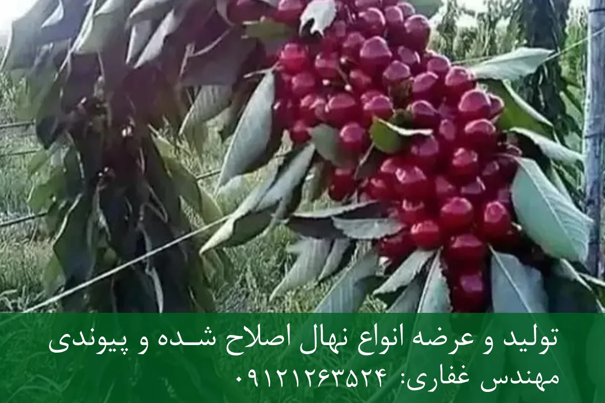 نهال گیلاس خوشه ای پایه ماکسیما + ریشه قوی، رشد یکنواخت و باردهی بالا نهال گیلاس خوشه ای پایه ماکسیما + ریشه قوی، رشد یکنواخت و باردهی بالا
