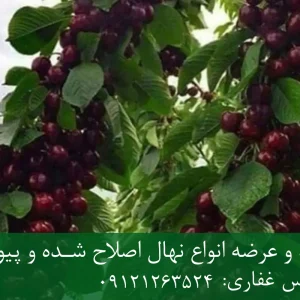 نهال گیلاس خوشه ای پایه گزیلا 5 + ریشه قوی، رشد کنترل‌شده و باردهی بالا