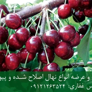 نهال گیلاس خوشه ای پایه گزیلا 6 + ریشه قوی، رشد متعادل و باردهی بالا