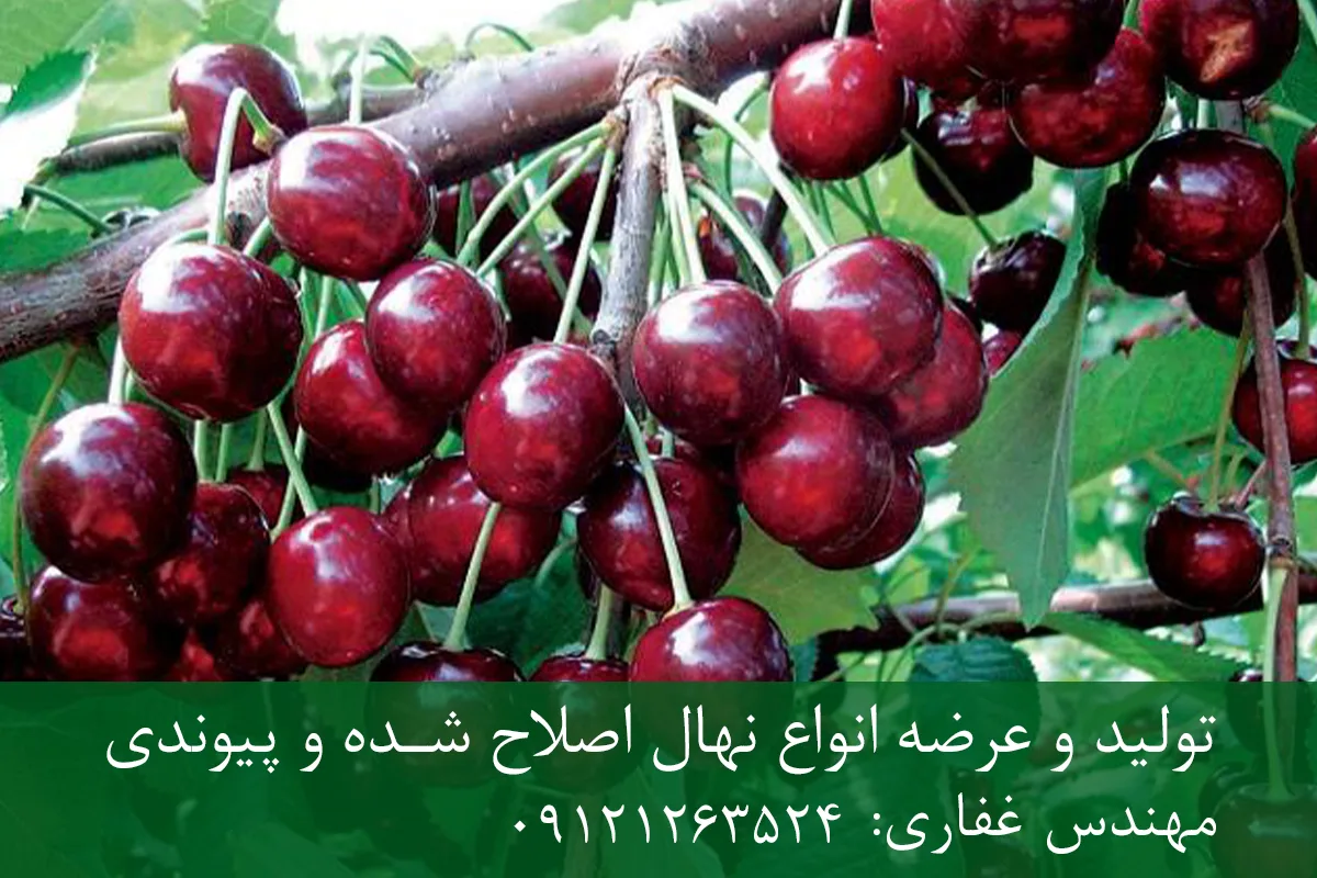 نهال گیلاس خوشه ای پایه گزیلا 6 + ریشه قوی، رشد متعادل و باردهی بالا نهال گیلاس خوشه ای پایه گزیلا 6 + ریشه قوی، رشد متعادل و باردهی بالا