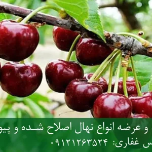 نهال گیلاس رینیر پایه رویشی + مناسب احداث باغ تجاری