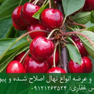 نهال گیلاس رینیر پایه ماکسیما + ریشه قوی، باردهی بالا و رشد یکنواخت