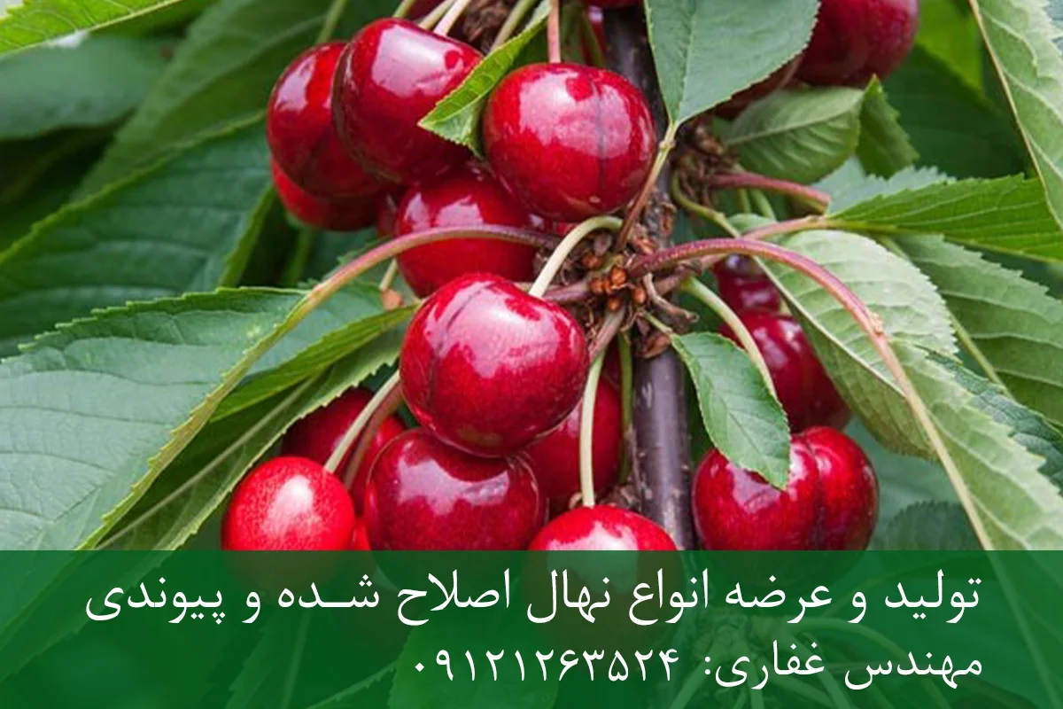 نهال گیلاس رینیر پایه ماکسیما + ریشه قوی، باردهی بالا و رشد یکنواخت نهال گیلاس رینیر پایه ماکسیما + ریشه قوی، باردهی بالا و رشد یکنواخت