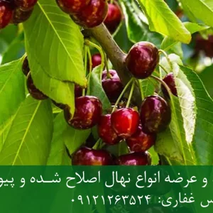 نهال گیلاس رینیر پایه گزیلا 5 + مناسب احداث باغ متراکم