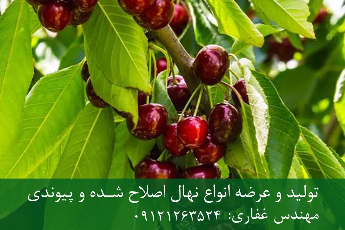 نهال گیلاس رینیر پایه گزیلا 5 + مناسب احداث باغ متراکم نهال گیلاس رینیر پایه گزیلا 5 + مناسب احداث باغ متراکم