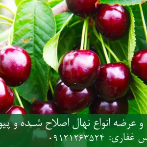 نهال گیلاس رینیر پایه گزیلا 6 + نهال اصلاح شده و شناسنامه‌دار