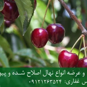 نهال گیلاس سان برست پایه رویشی + میوه درشت، شیرین و باردهی بالا
