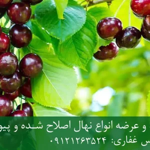نهال گیلاس سان برست پایه ماکسیما + مناسب احداث باغ تجاری