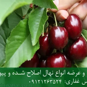 نهال گیلاس سان برست پایه گزیلا 5 + مناسب احداث باغ متراکم