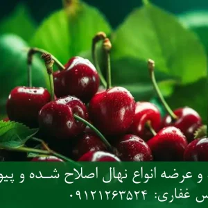 نهال گیلاس سان برست پایه گزیلا 6 + مناسب احداث باغ تجاری