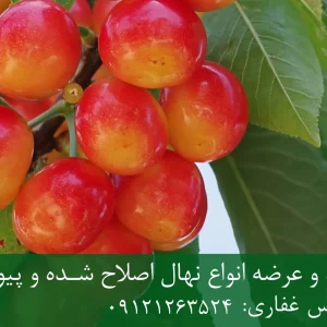 نهال گیلاس صورتی لواسان پایه رویشی + نهال اصلاح‌شده و شناسنامه‌دار