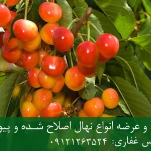 نهال گیلاس صورتی لواسان پایه ماکسیما + مناسب احداث باغ تجاری