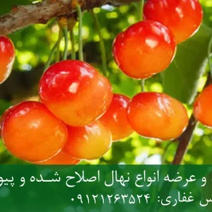 نهال گیلاس صورتی لواسان پایه گزیلا 5 + نهال اصلاح شده و شناسنامه دار