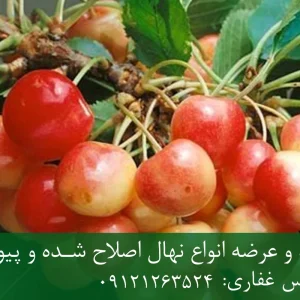 نهال گیلاس صورتی لواسان پایه گزیلا 6 + مناسب احداث باغ تجاری