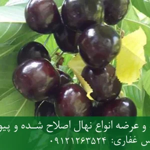 نهال گیلاس لامبرت پایه رویشی + مناسب احداث باغ تجاری
