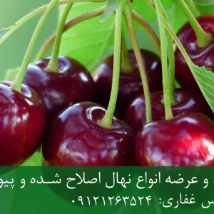 نهال گیلاس لامبرت پایه ماکسیما + مناسب احداث باغ تجاری