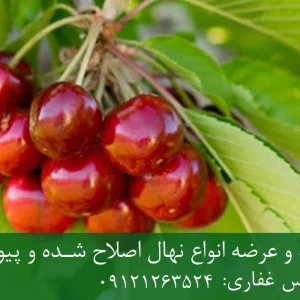 نهال گیلاس لامبرت پایه گزیلا 5 + مناسب احداث باغ متراکم