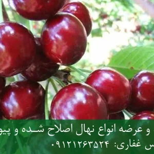 نهال گیلاس لامبرت پایه گزیلا 6 + نهال اصلاح شده و شناسنامه دار