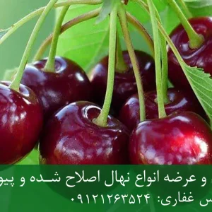 نهال گیلاس لاپینز پایه رویشی + نهال اصلاح‌شده و شناسنامه‌دار