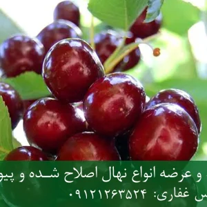 نهال گیلاس لاپینز پایه ماکسیما + ریشه قوی، رشد یکنواخت و باردهی بالا