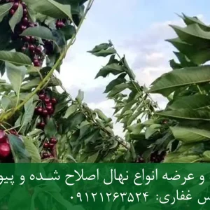 نهال گیلاس لاپینز پایه گزیلا 5 + نهال اصلاح شده و شناسنامه دار