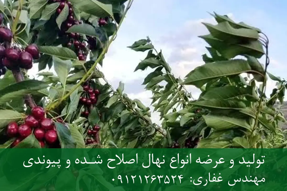 نهال گیلاس لاپینز پایه گزیلا 5 + نهال اصلاح شده و شناسنامه دار نهال گیلاس لاپینز پایه گزیلا 5 + نهال اصلاح شده و شناسنامه دار