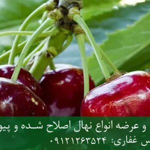 نهال گیلاس لاپینز پایه گزیلا 6 + ریشه قوی، رشد متعادل و باردهی بالا