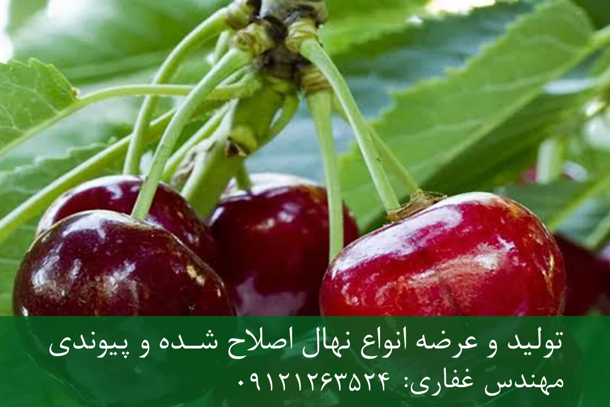 نهال گیلاس لاپینز پایه گزیلا 6 + ریشه قوی، رشد متعادل و باردهی بالا نهال گیلاس لاپینز پایه گزیلا 6 + ریشه قوی، رشد متعادل و باردهی بالا