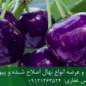 نهال گیلاس ژاپنی پایه رویشی + ریشه قوی، رشد یکنواخت و باردهی بالا