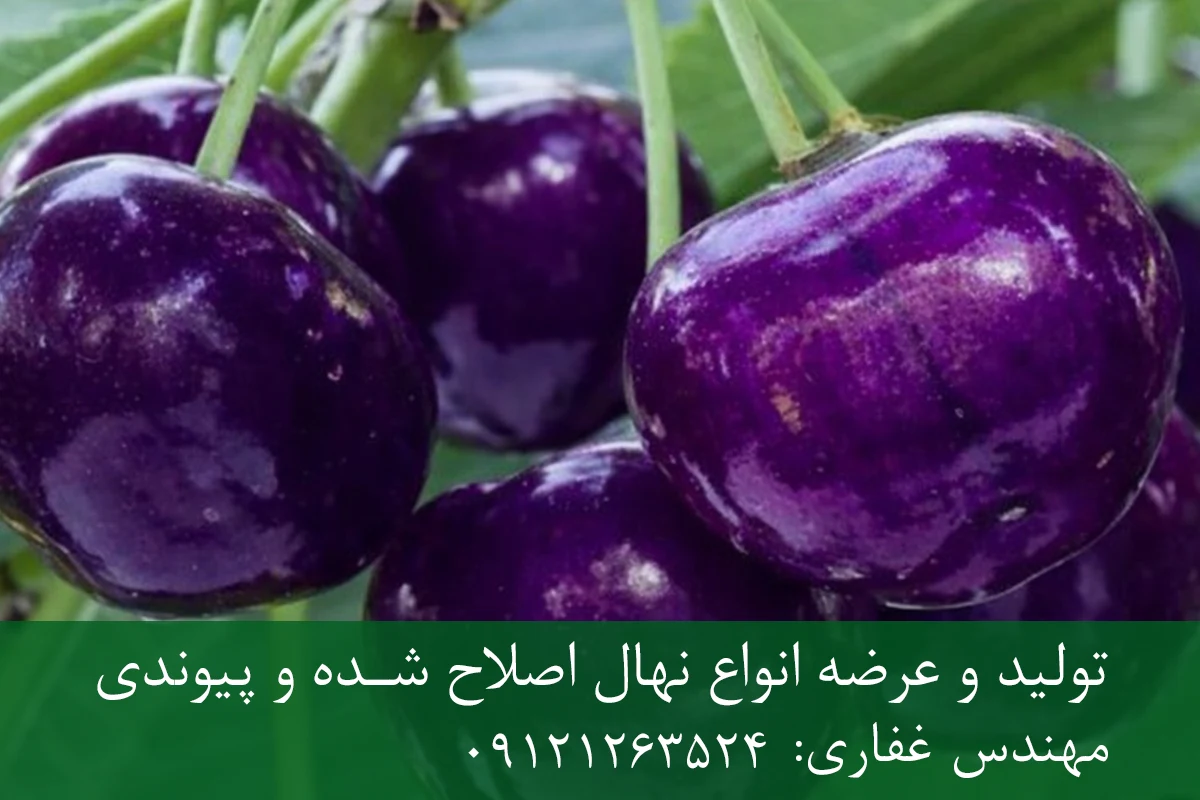 نهال گیلاس ژاپنی پایه رویشی + ریشه قوی، رشد یکنواخت و باردهی بالا نهال گیلاس ژاپنی پایه رویشی + ریشه قوی، رشد یکنواخت و باردهی بالا