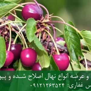 نهال گیلاس ژاپنی پایه ماکسیما + مناسب احداث باغ تجاری