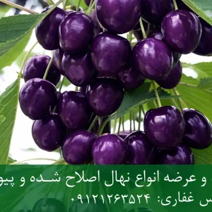 نهال گیلاس ژاپنی پایه گزیلا 5 + مناسب احداث باغ متراکم