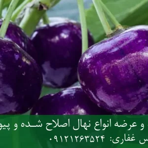 نهال گیلاس ژاپنی پایه گزیلا 6 + نهال اصلاح شده و شناسنامه دار