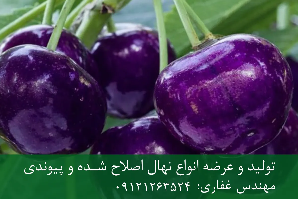 نهال گیلاس ژاپنی پایه گزیلا 6 + مناسب احداث باغ تجاری نهال گیلاس ژاپنی پایه گزیلا 6 + نهال اصلاح شده و شناسنامه دار