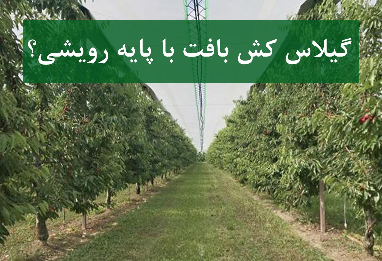 نهال گیلاس کشت بافت روی پایه رویشی