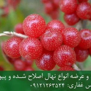 هال انگور ژاپنی پایه رویشی + مناسب احداث تاکستان تجاری