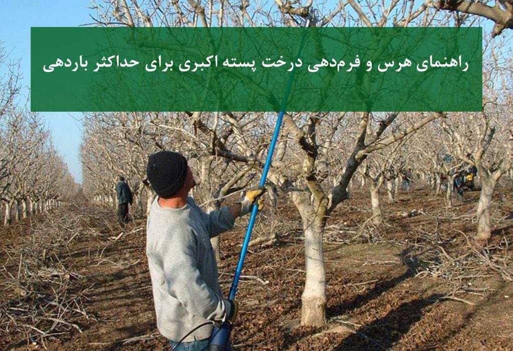 هرس اصولی درخت پسته اکبری در باغ تجاری