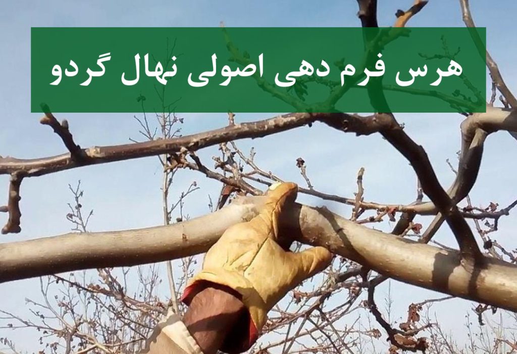 هرس اصولی نهال گردو برای افزایش باردهی آینده