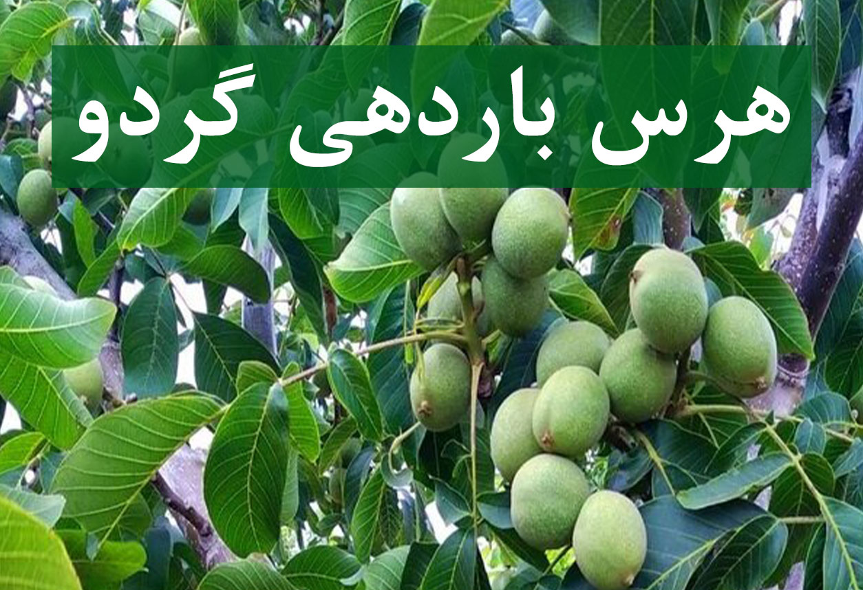 هرس باردهی گردو