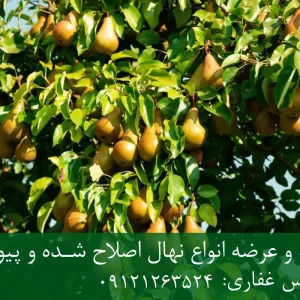 پایه رویشی کوینز گلابی + مناسب پیوند ارقام گلابی