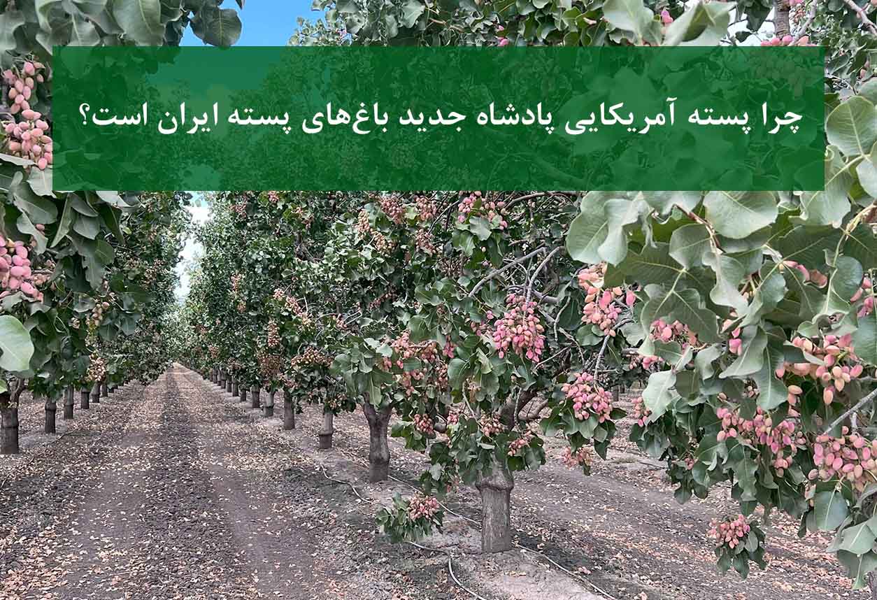 پایه پسته آمریکایی UCB1 در باغ مدرن پسته ایران