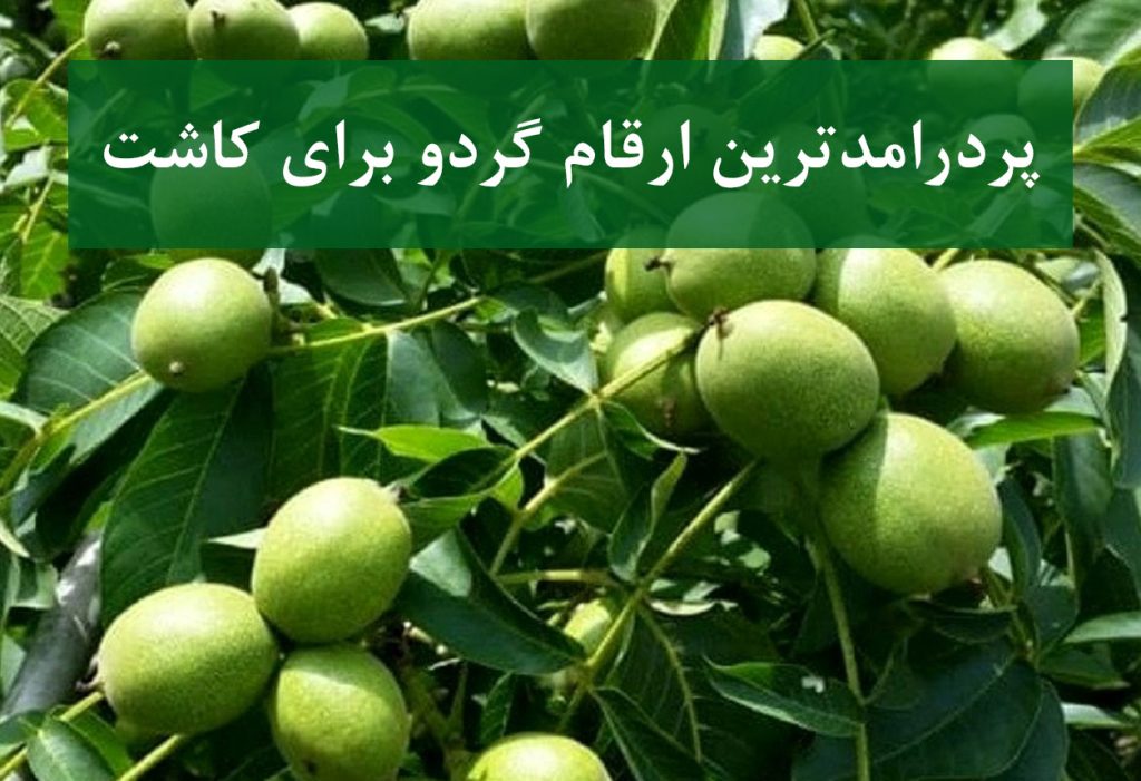 پردرآمدترین ارقام گردو برای مناطق سردسیر و گرمسیر ایران
