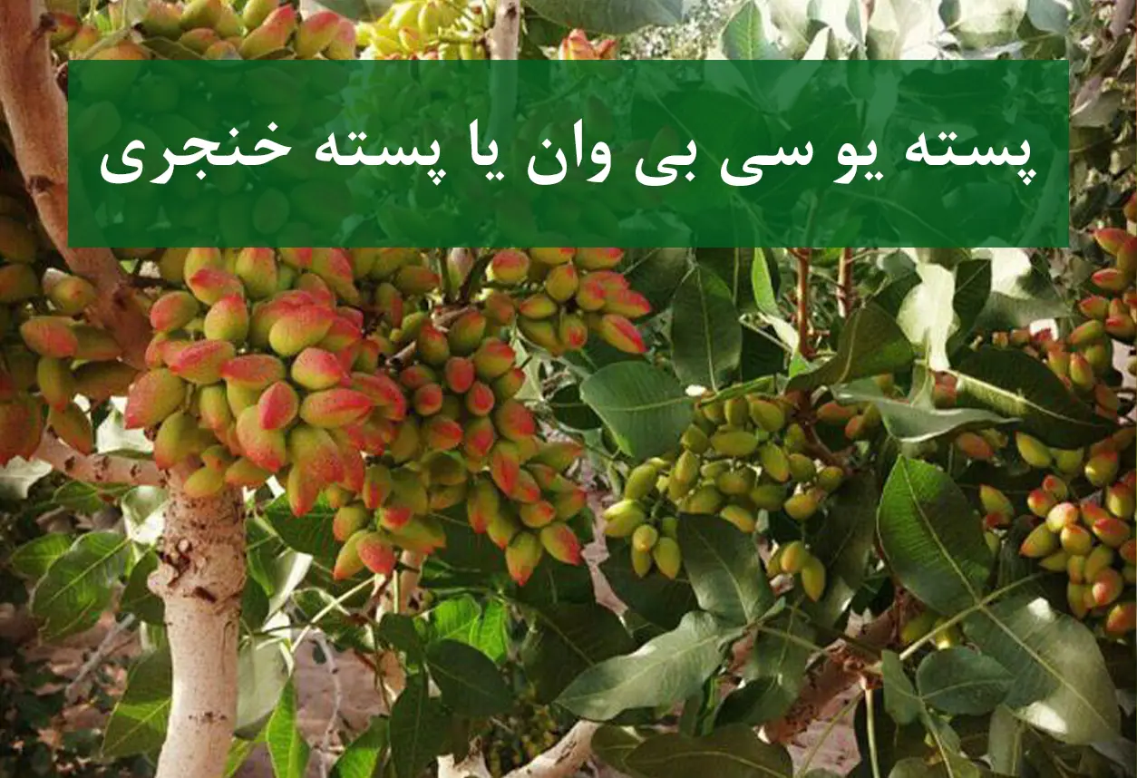 پسته یو سی بی وان (UCB-1) یا پسته خنجری
