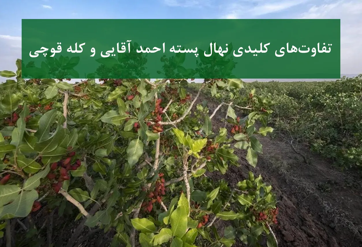 پسته احمد آقایی + مقایسه با کله قوچی