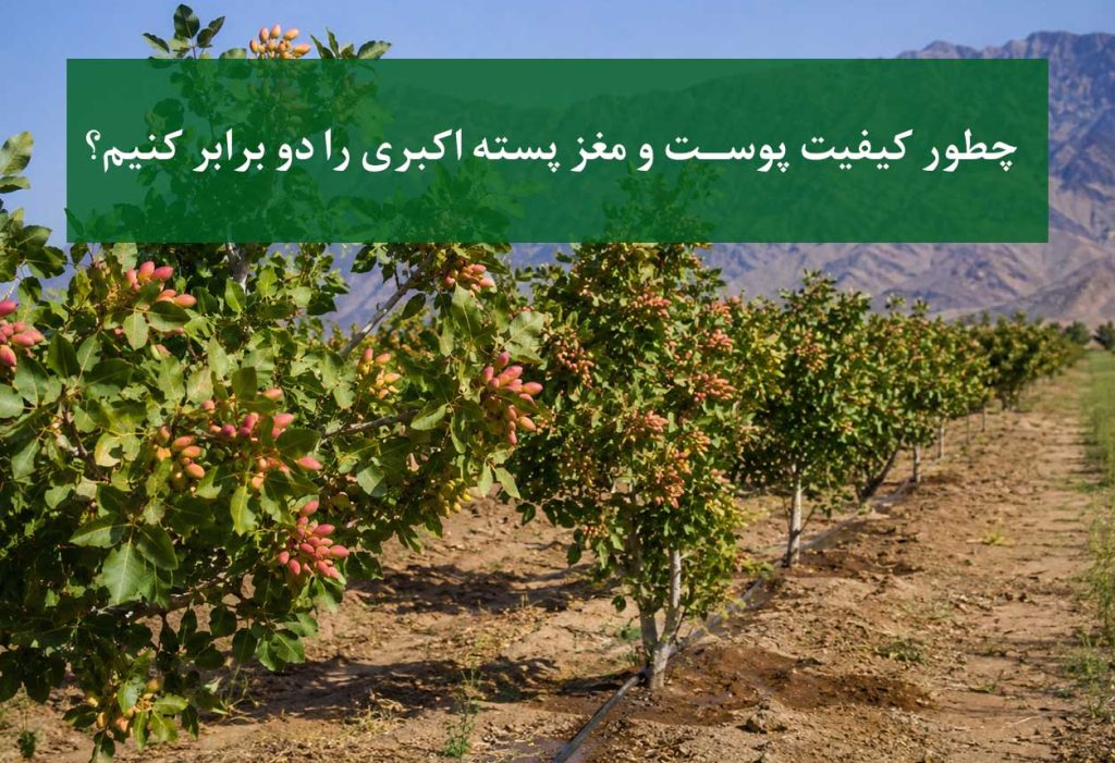 پسته اکبری با مغز درشت و کیفیت بالا روی درخت