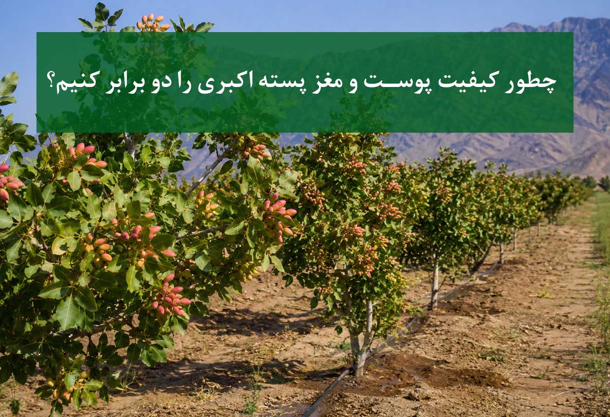 پسته اکبری با مغز درشت و کیفیت بالا روی درخت