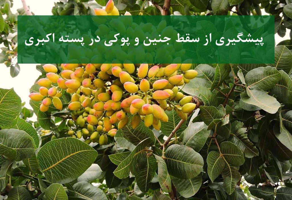 پسته اکبری با مغز کامل و بدون پوکی روی درخت