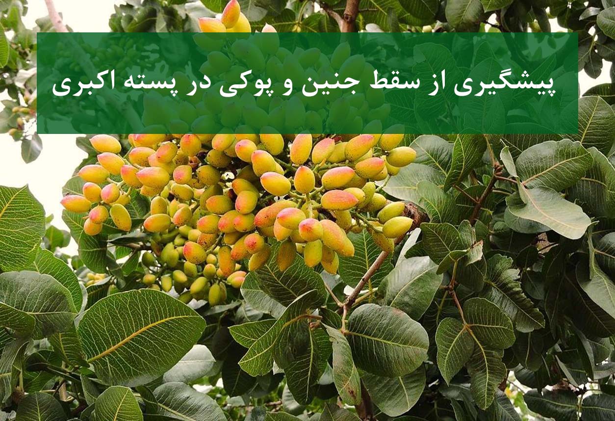 پسته اکبری با مغز کامل و بدون پوکی روی درخت
